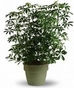 Seasonal & Year-Round Plants
