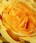 Drift & Knock Out Rose Bushes