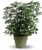 Seasonal & Year-Round Plants