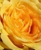 Drift & Knock Out Rose Bushes