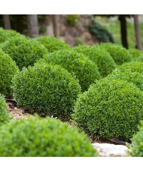 Boxwood Green Velvet