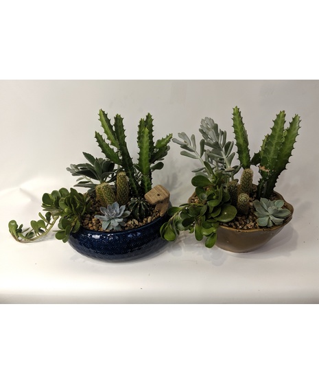 Succulent Garden