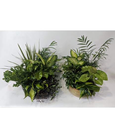 Dish Garden