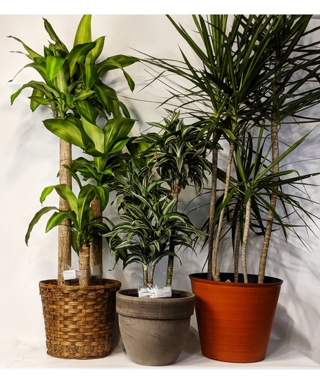 Dracaena