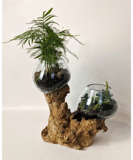 Driftwood Succulent Terrarium