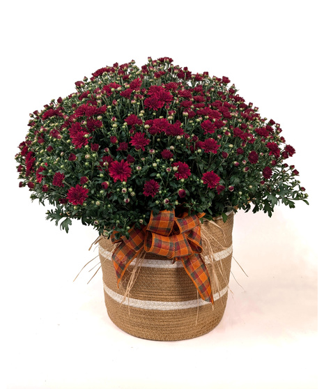 Basket Case - Hardy Mum in Decorative Basket