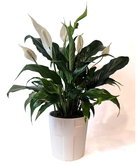 Lily of Peace - Peace Lily in a Cross Container