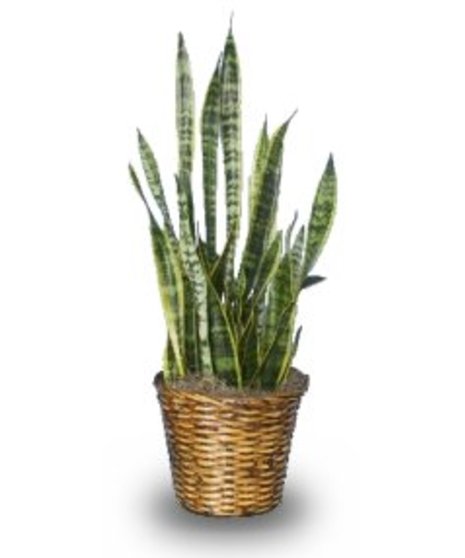 Snake Plant