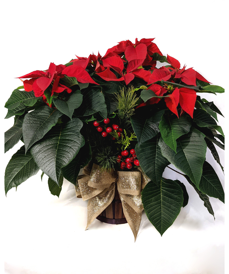 Red Poinsettia