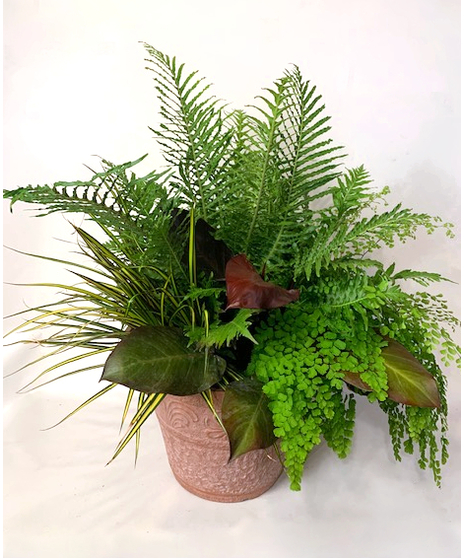 Shady Lady - Green Plant Planter