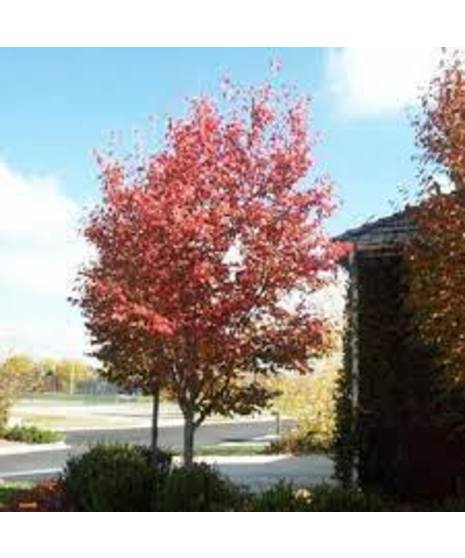 Serviceberry Autumn Brilliance