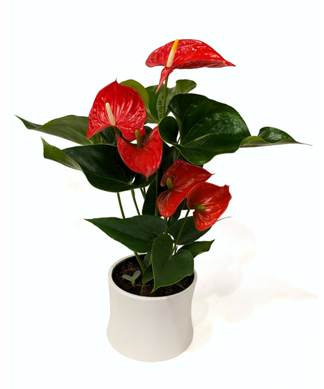 Anthurium - Flowering Tropical Plant