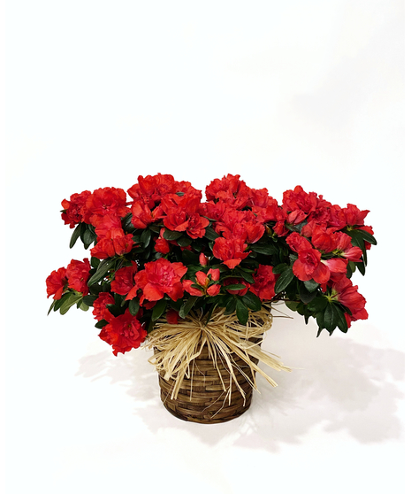 Blooming Azalea Plant