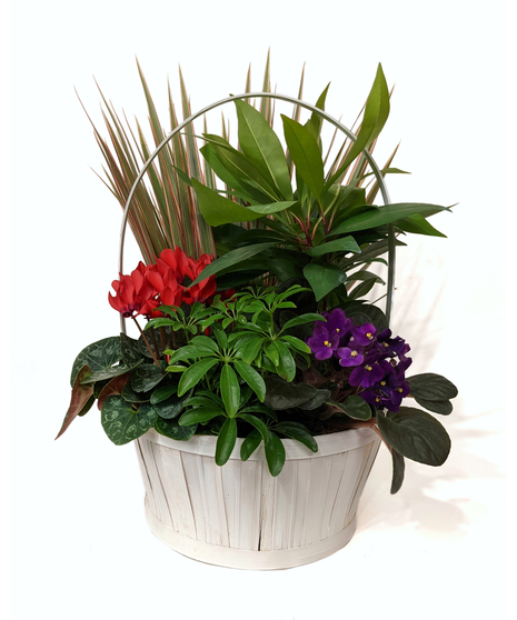 Charming Plant Basket