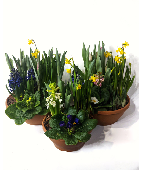 Fresh Spring Bulb Garden - A VanderSalm's Favorite