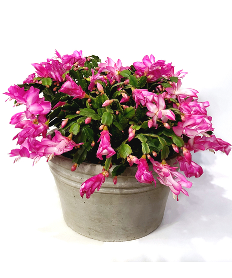 Christmas Cactus
