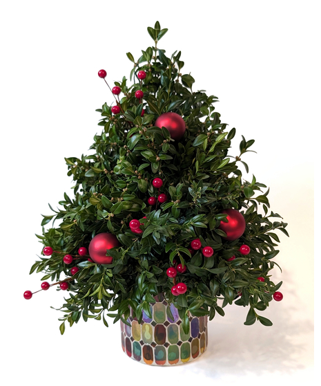 Boxwood Tree