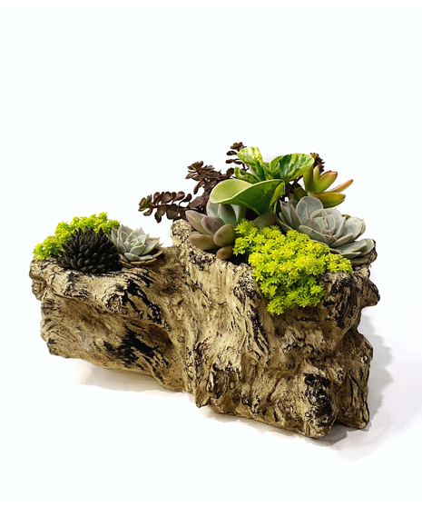 Suc-CUTE-lent - Cement Driftwood Planter