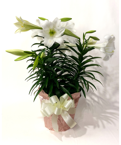 Easter Lily Plant