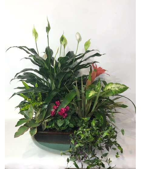 European Dish Garden