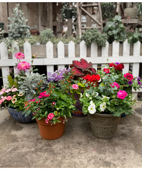 Patio Pot - Stunning Potted Annuals