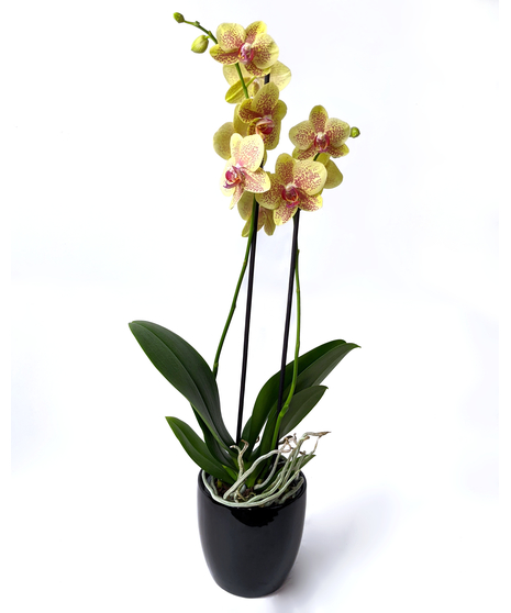 Phalaenopsis Orchid