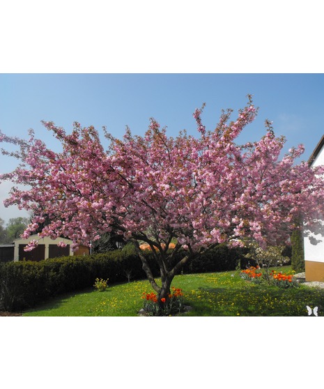 Kwanzan Cherry Tree