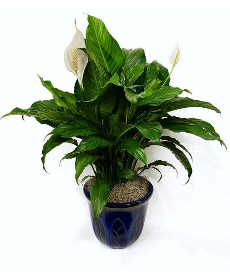 Peace Lily - Spathiphyllum Plant