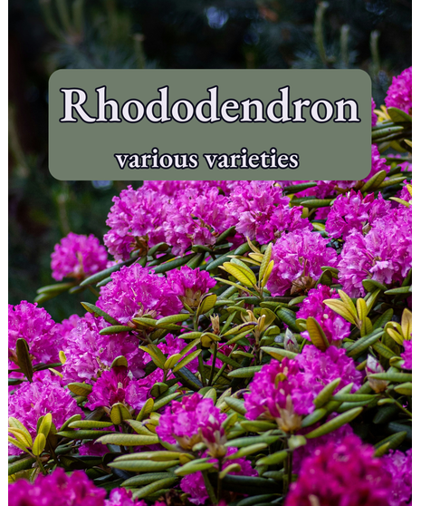 Rhododendron Bush - Various Varieties