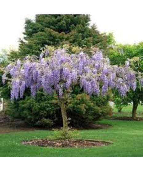 Wisteria Sinensis