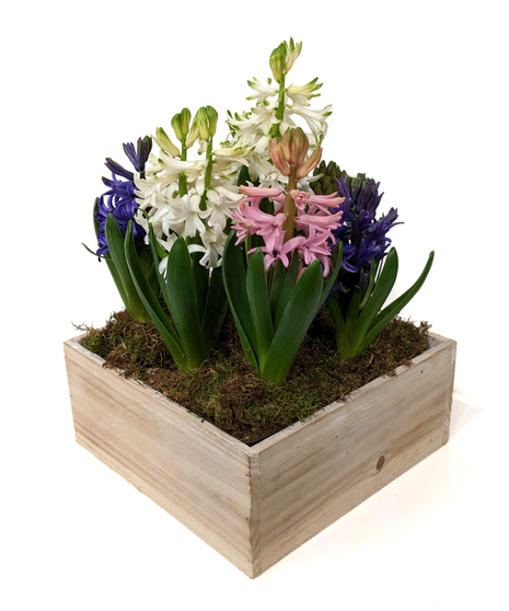 Flowering Plants