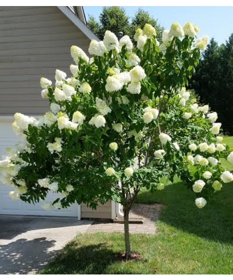 Limelight Hydrangea Tree