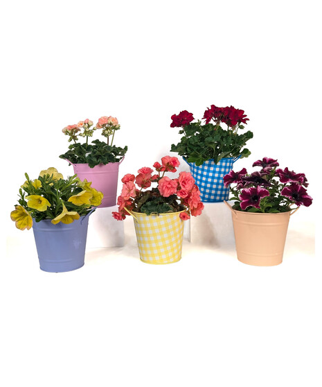 Blooms of Appreciation - Administrative Professional Special