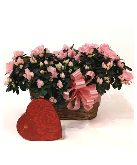 Cupid's Choice - Blooming Azaleas & Chocolates