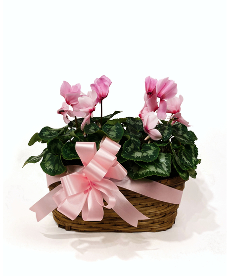 Flowering Plants