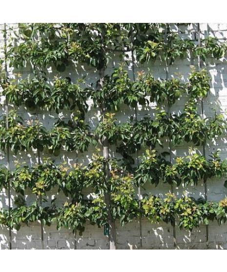 Apple Tree - Malus Espalier Combo