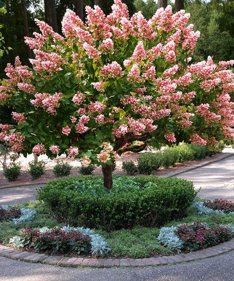 Quick Fire Hydrangea Tree