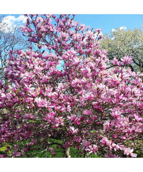 Jane Magnolia Shrub