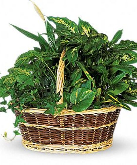 green planter