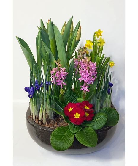 Planted mixture of blooming bulb plants.