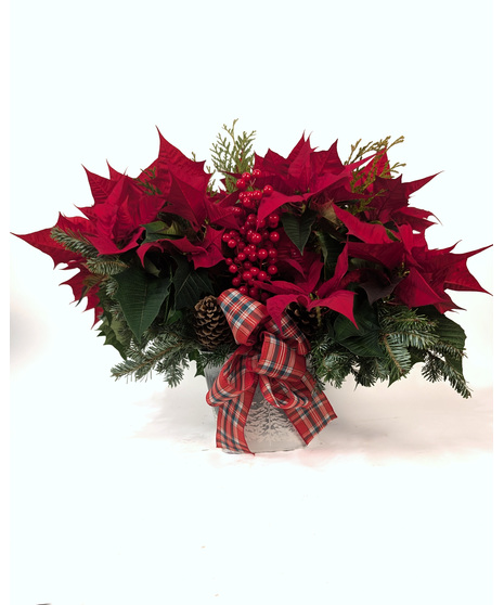 Festive Poinsettia