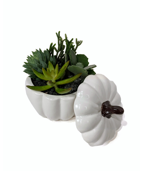 Pumpculent - Succulent Pumpkin Planter