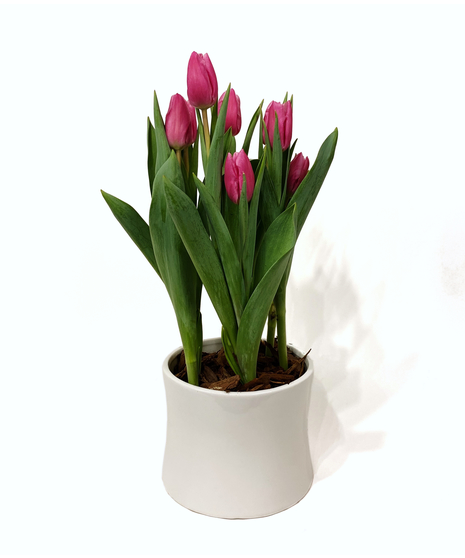 Thriving Tulips - Potted Blooming Tulips