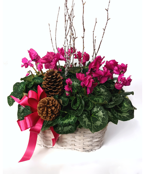 Festive Cyclamen