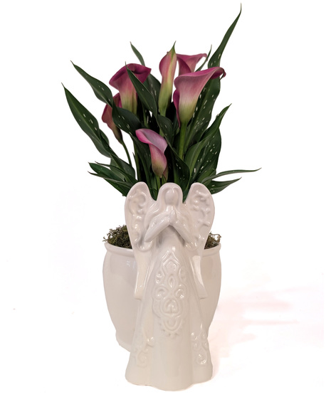Guardian Angel - Calla Lily Plant in Angel Container