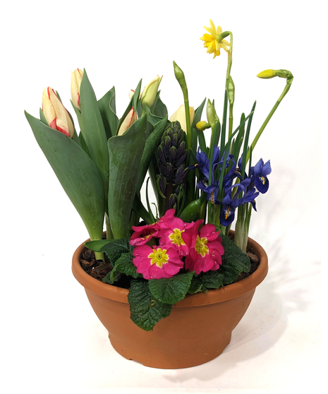 Planted mixture of blooming bulb plants.