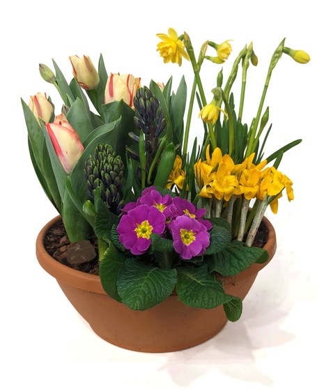 Planted mixture of blooming bulb plants.