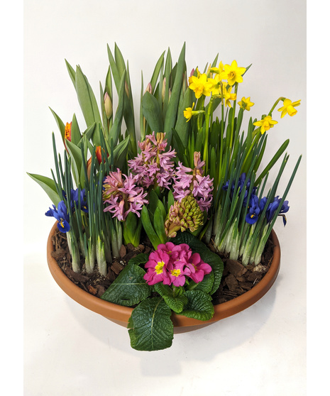 Planted mixture of blooming bulb plants.