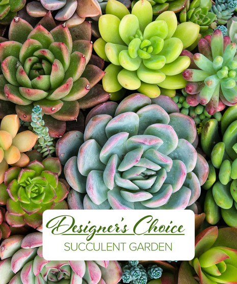 Designer's Choice Succulent Garden