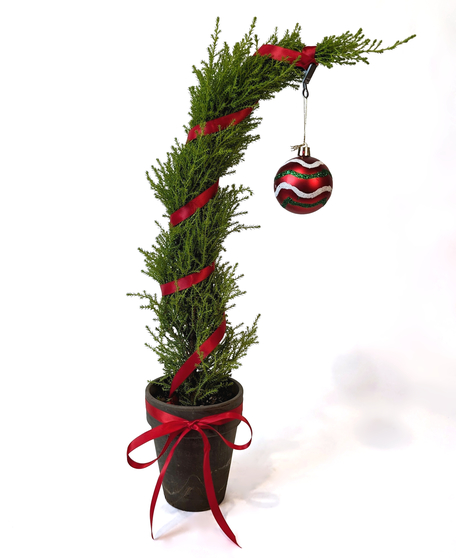 The Grinch's Gift - A Whimsical Cypress Tree